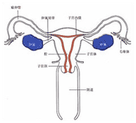 習慣性流產(chǎn)